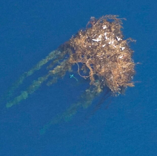 dorado (aka mahi mahi or dolphin) under a kelp paddy