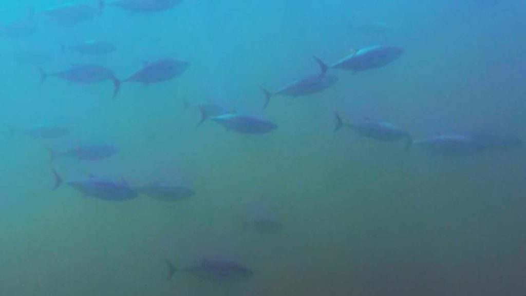 tuna in murky green water from high plankton and chlorophyll concentration