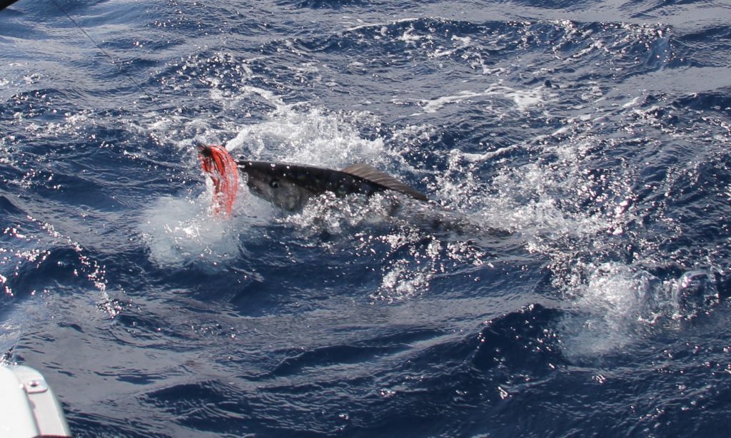 Black and orange is a great color pattern for skirted trolling lures and diving plugs for wahoo