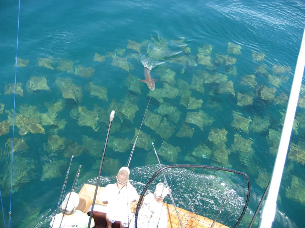 cobia in a big school of rays