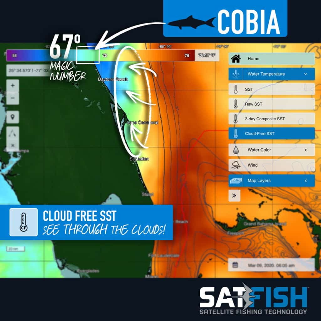 how to use SatFish SST and Cloud-Free SST to catch cobia