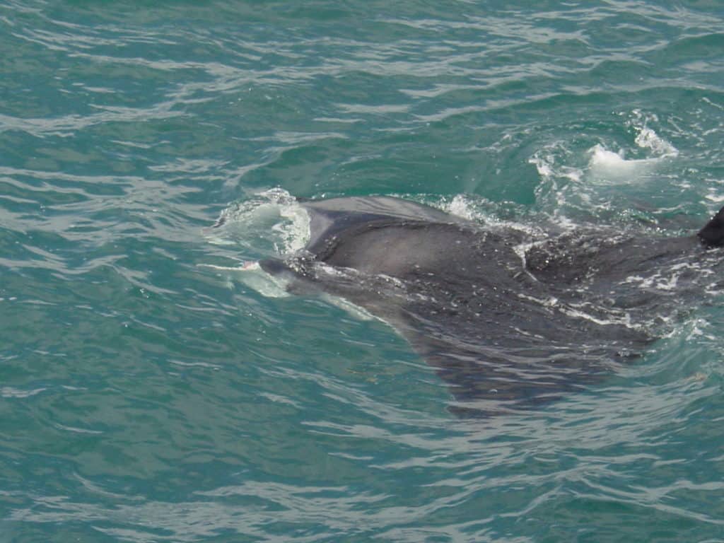 manta ray feeding at the surface