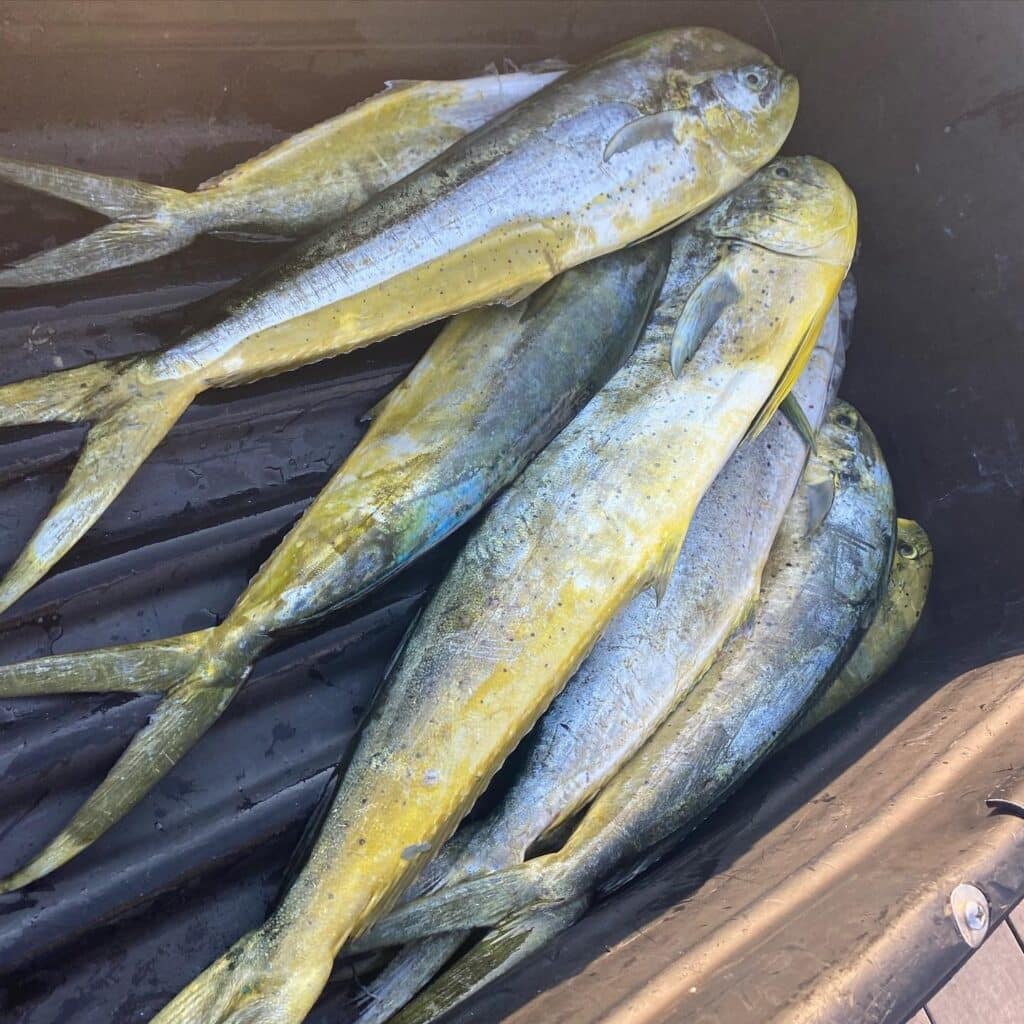 dolphin (aka mahi mahi, dorado) caught using SatFish offshore fishing charts by Capt. Mike Dupree in North Carolina