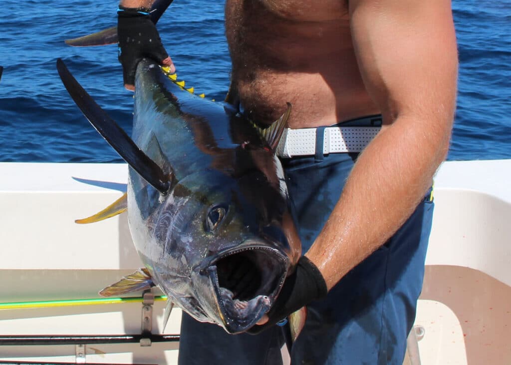 Chunking for Yellowfin, 401