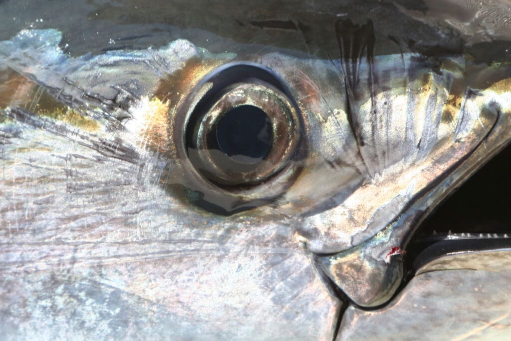 Winter Rush: Bluefin on the Mid-Atlantic Coast