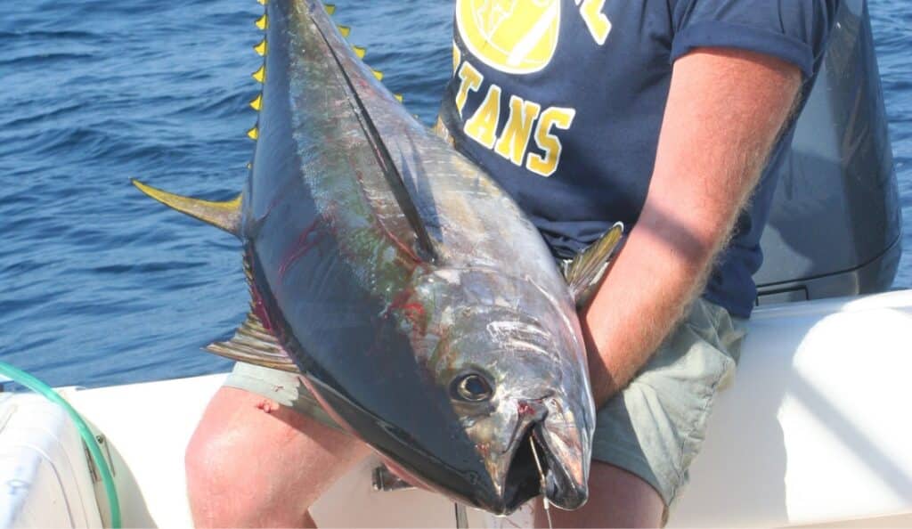 On the Hunt for Early Season Yellowfin