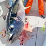 bigeye tuna on deck