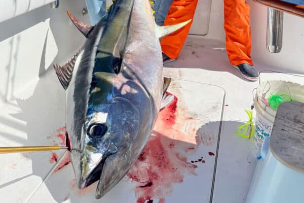 bigeye tuna on deck