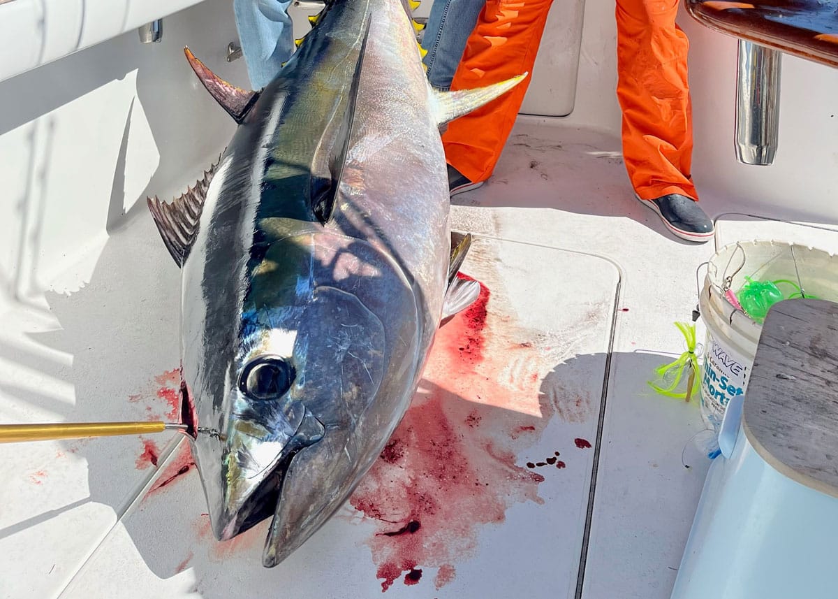 bigeye tuna on deck