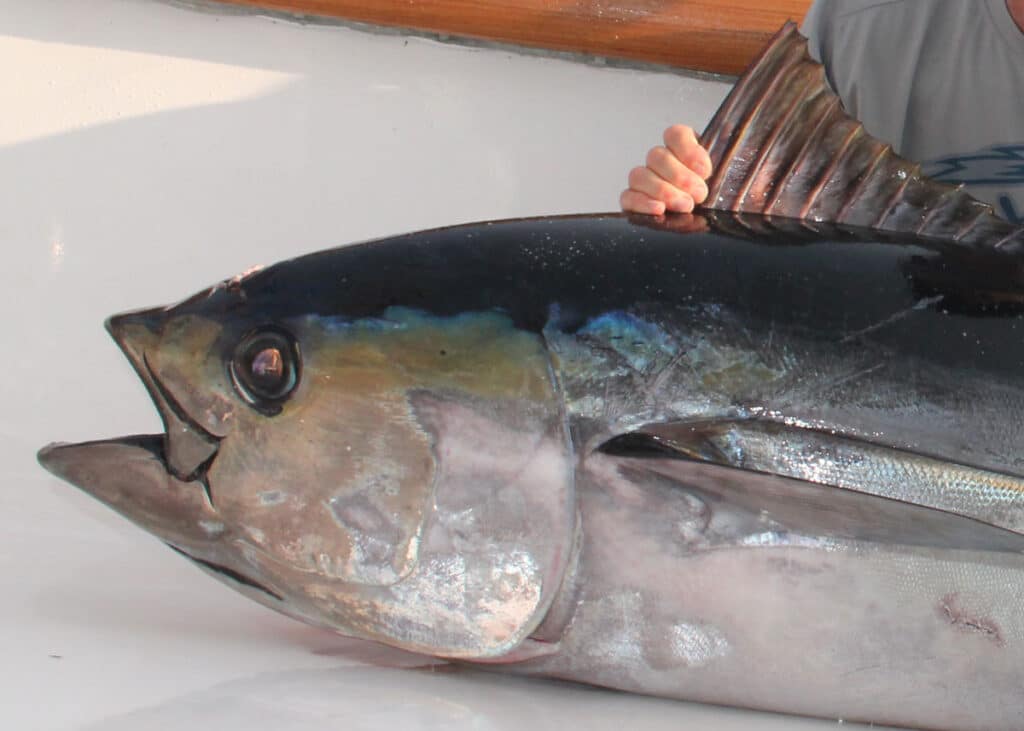 head of a bigeye tuna