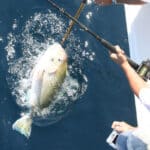golden tilefish on the surface of the water