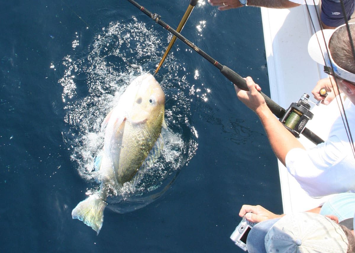 golden tilefish on the surface of the water