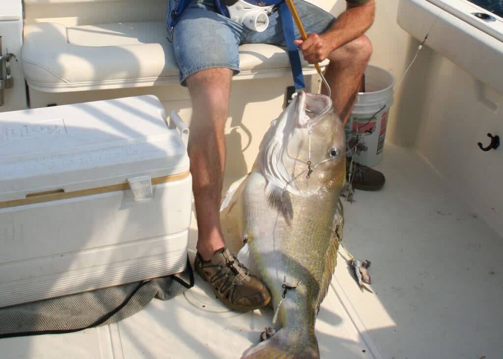 golden tilefish on the deck