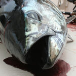 bluefin head on deck