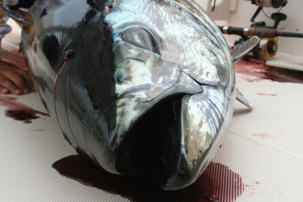 bluefin head on deck