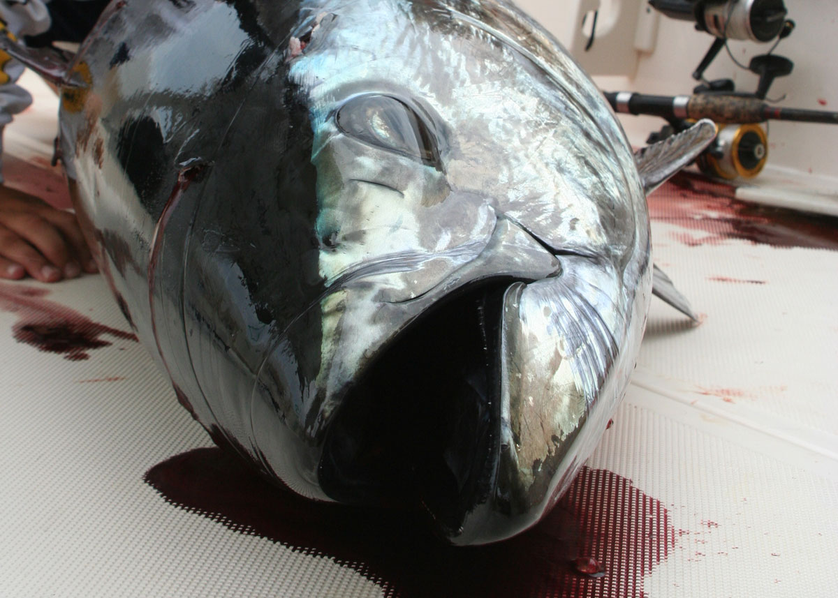 bluefin head on deck