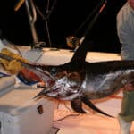 Swordfish on deck during a night fishing trip