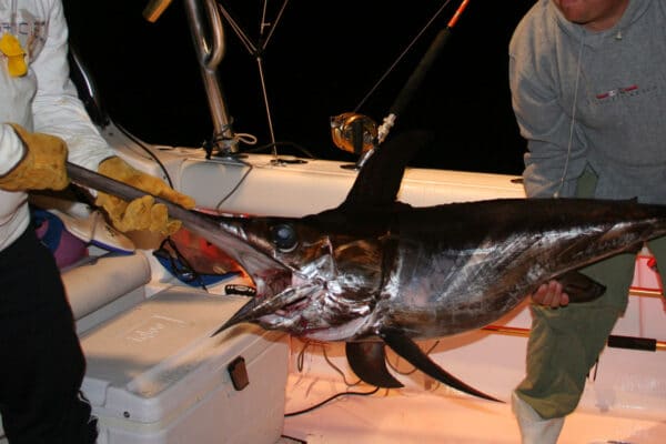 Swordfish on deck during a night fishing trip