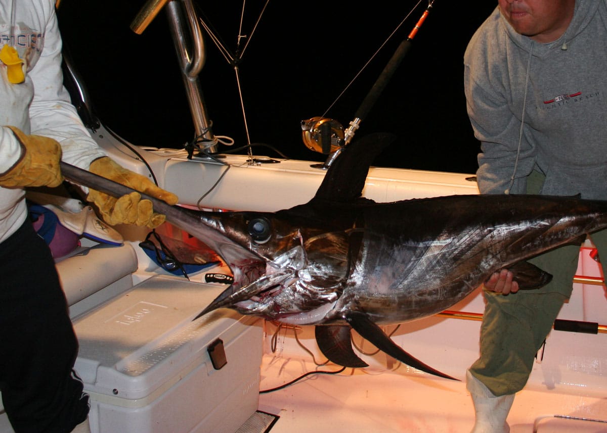 Swordfish on deck during a night fishing trip