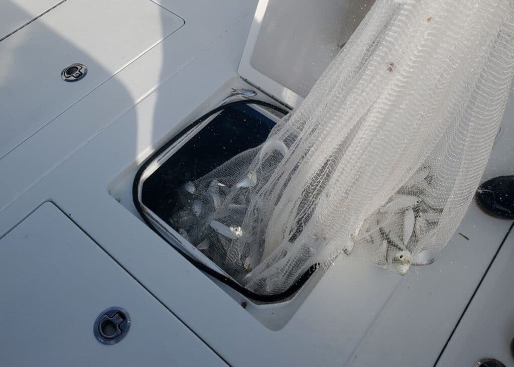 live bait in net being loaded into bait tank on fishing boat