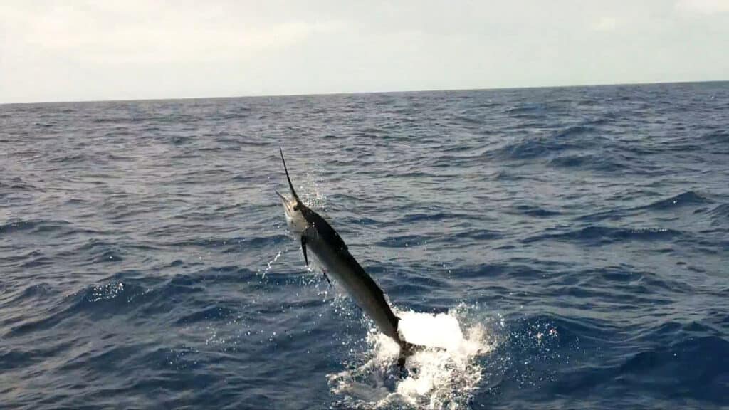 sailfish jumping in open ocean