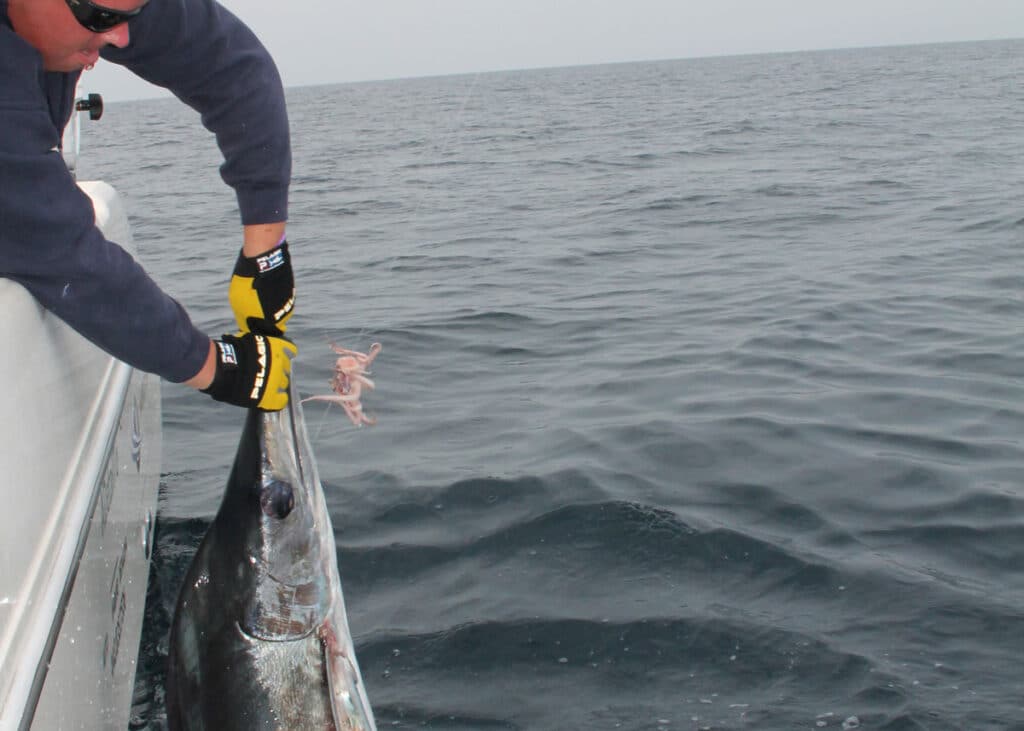 Marlin being held up next to boat caught using the Squidly Rig