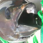 Close-up of yellowfin tuna head caught on Green Bird rig