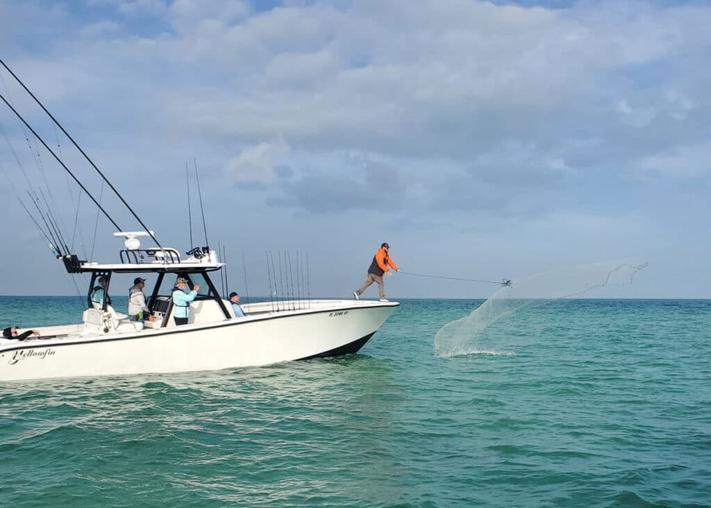 man on bow of boat throwing a cast net for pilchards and other live bait.