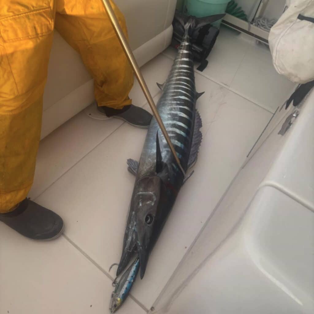 wahoo on deck with trolling lure hanging out of its mouth.