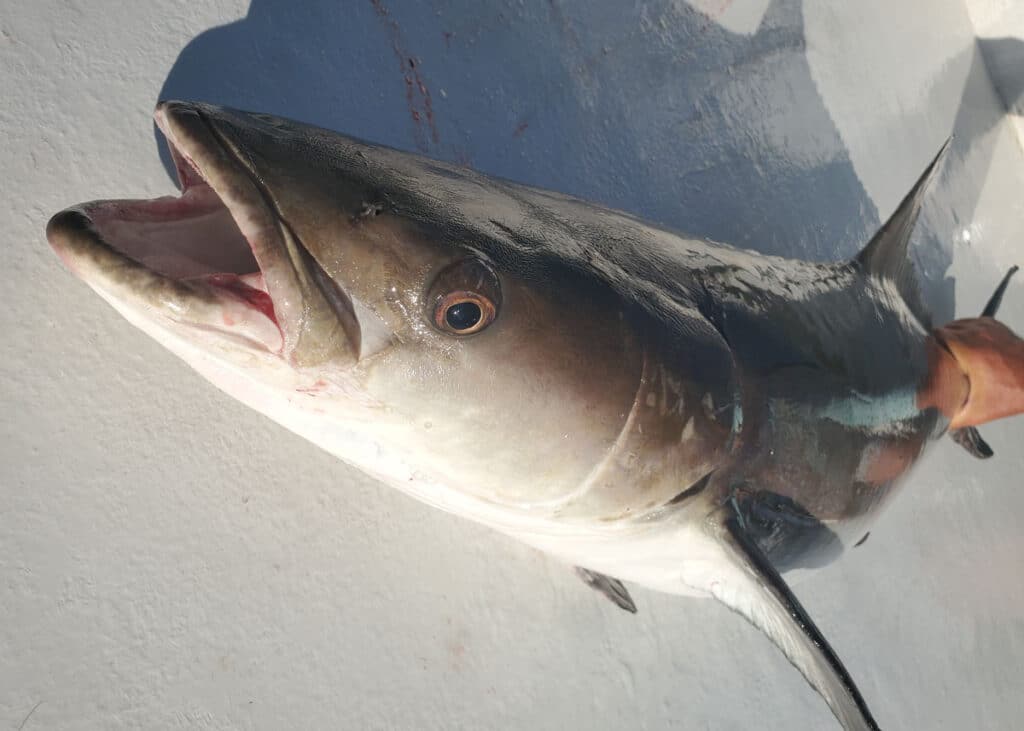 Cobia in the Crosshairs