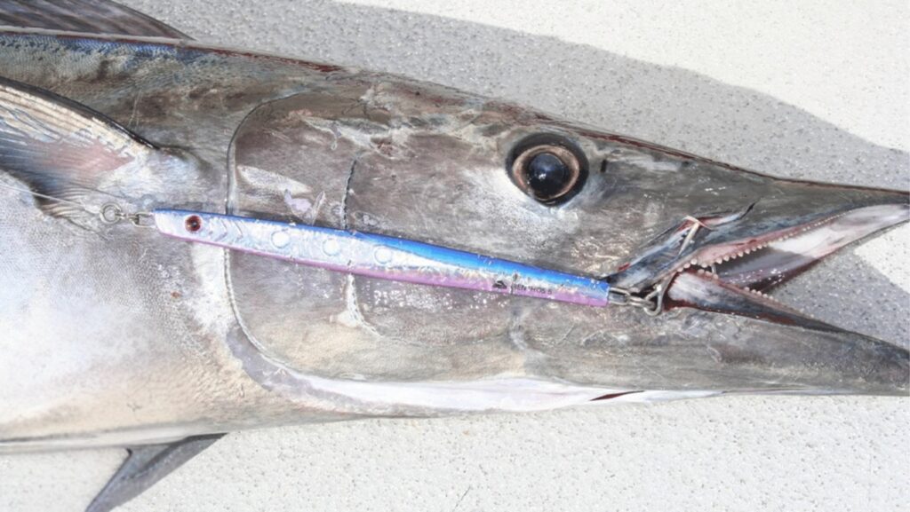 Winter Wahooing with SatFish: How to Find the Gulf Stream’s Hidden Hotspots off North Carolina 