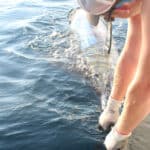 man holding marlin by bill next to boat