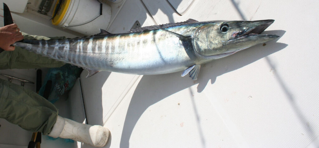 Three Top Tactics for Wahoo 