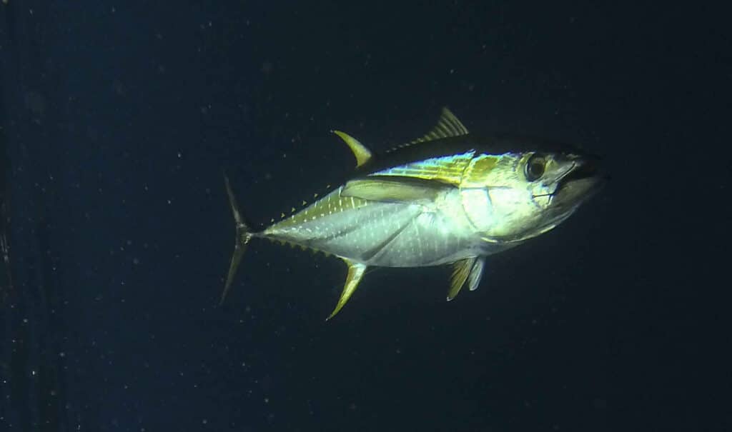 Yellowfin Tuna: Science Behind the Species